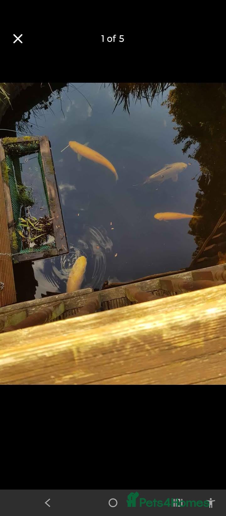 Pond Fish fish Large Pond Fish - Advert 2