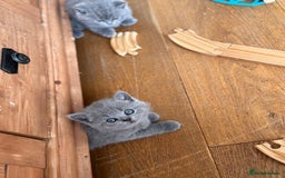 British Shorthair cats for sale: 🌟 Adorable British Shorthair Kittens – Ready! 🌟 - Image 20