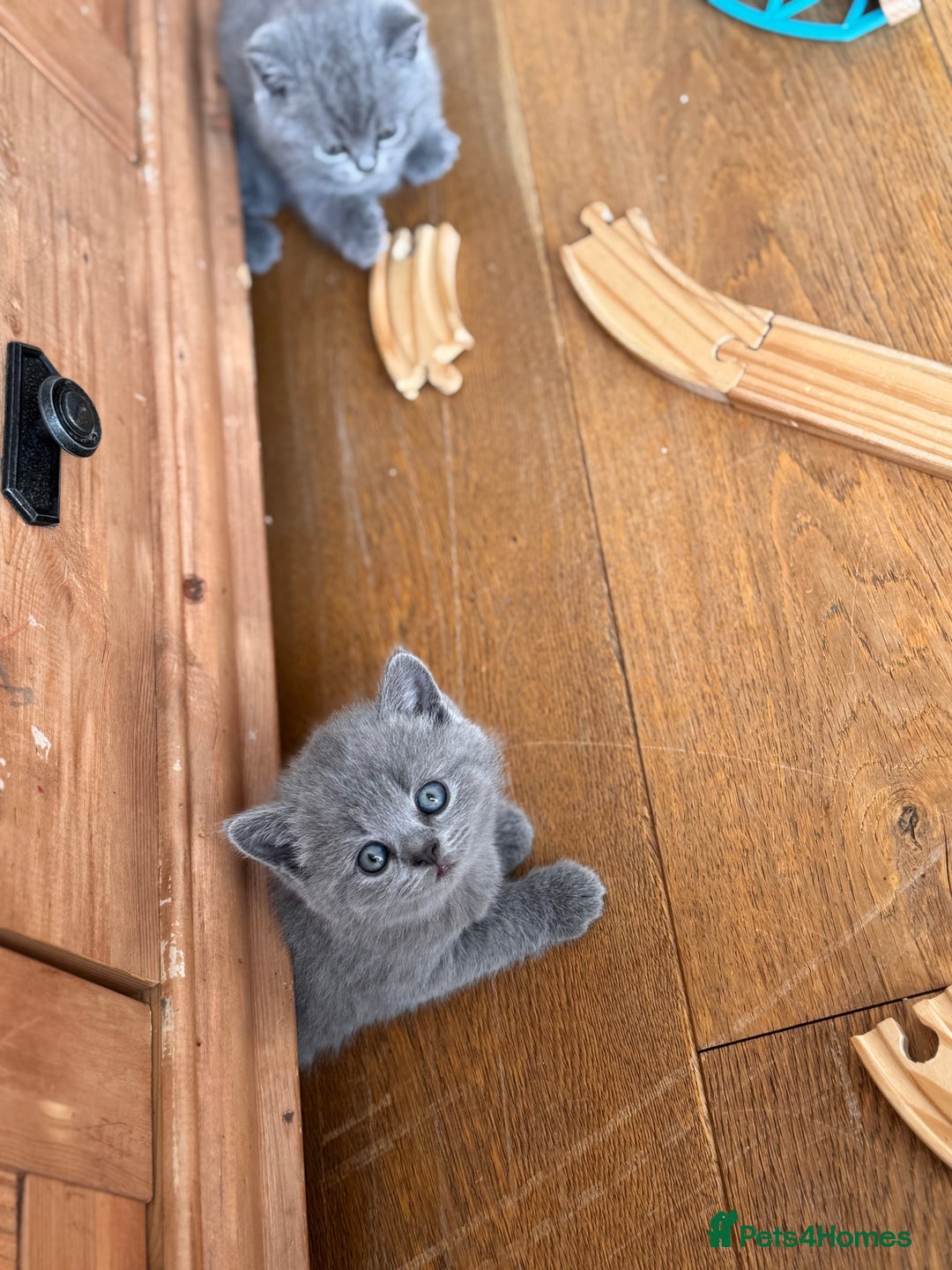British Shorthair cats for sale: 🌟 Adorable British Shorthair Kittens – Ready! 🌟 - Image 20