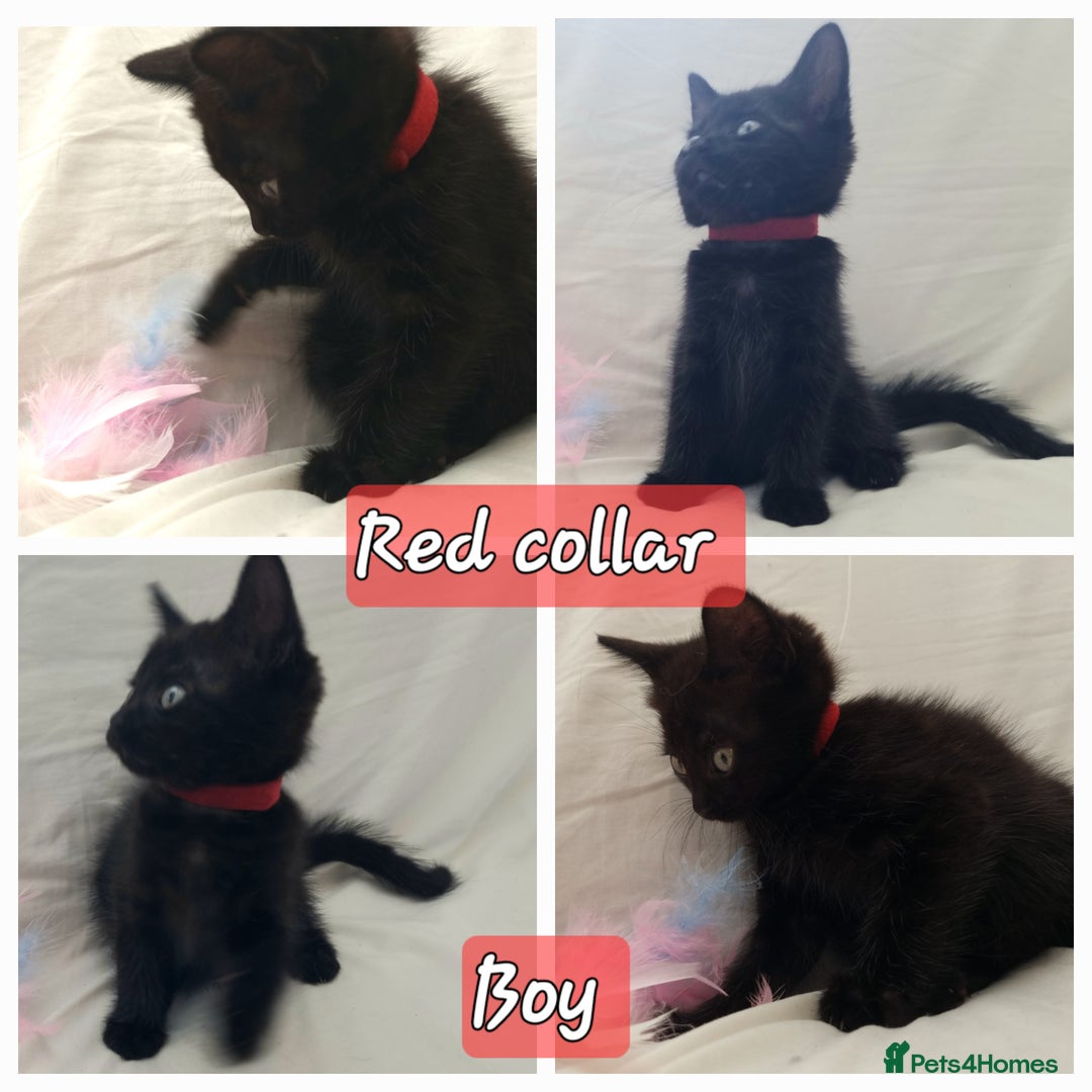 Mixed Breed cats for sale: 5 beautiful kittens for sale.Read the description. - Image 4