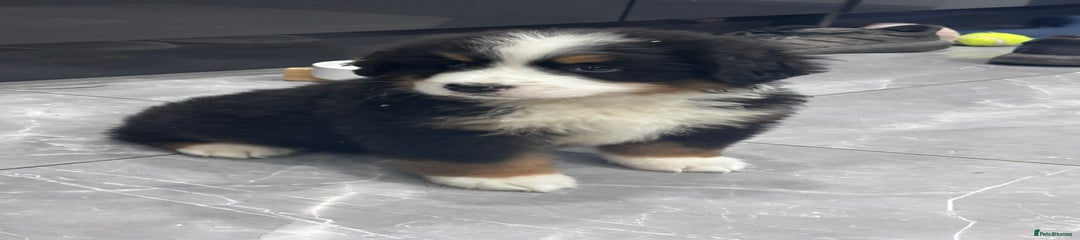 Bernese Mountain Dog Puppy 1