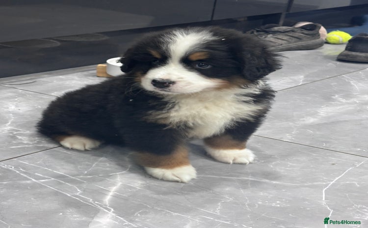 Bernese Mountain Dog dogs - Advert 3