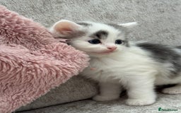 British Longhair cats for sale: Ragdoll x British long haired (calico) kittens - Image 11