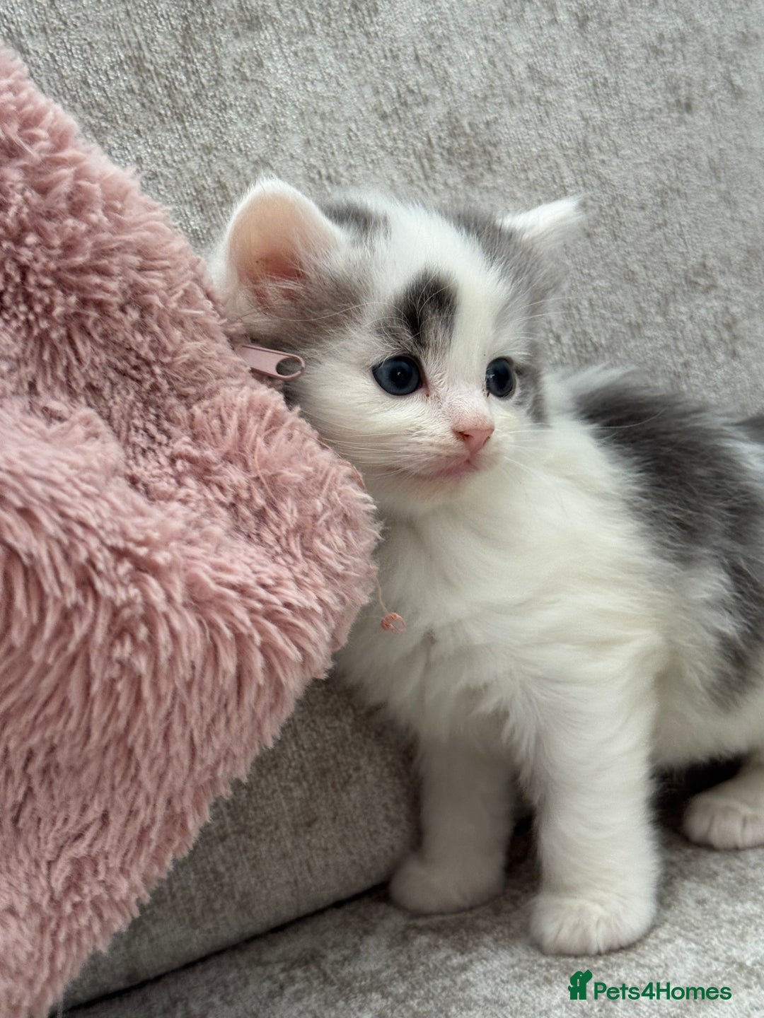 British Longhair cats for sale: Ragdoll x British long haired (calico) kittens - Image 11