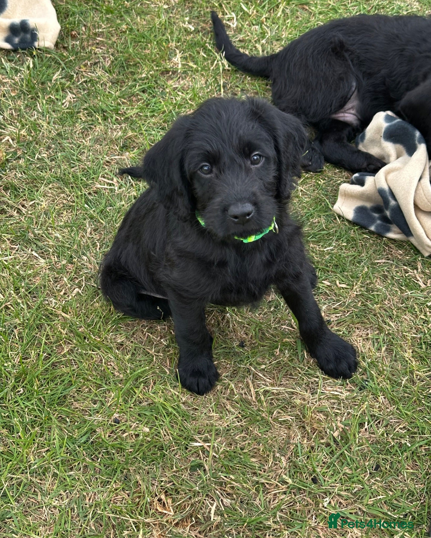 Labradoodle dogs Extensively Health Tested F1 Miniature Labradoodle - Advert 1