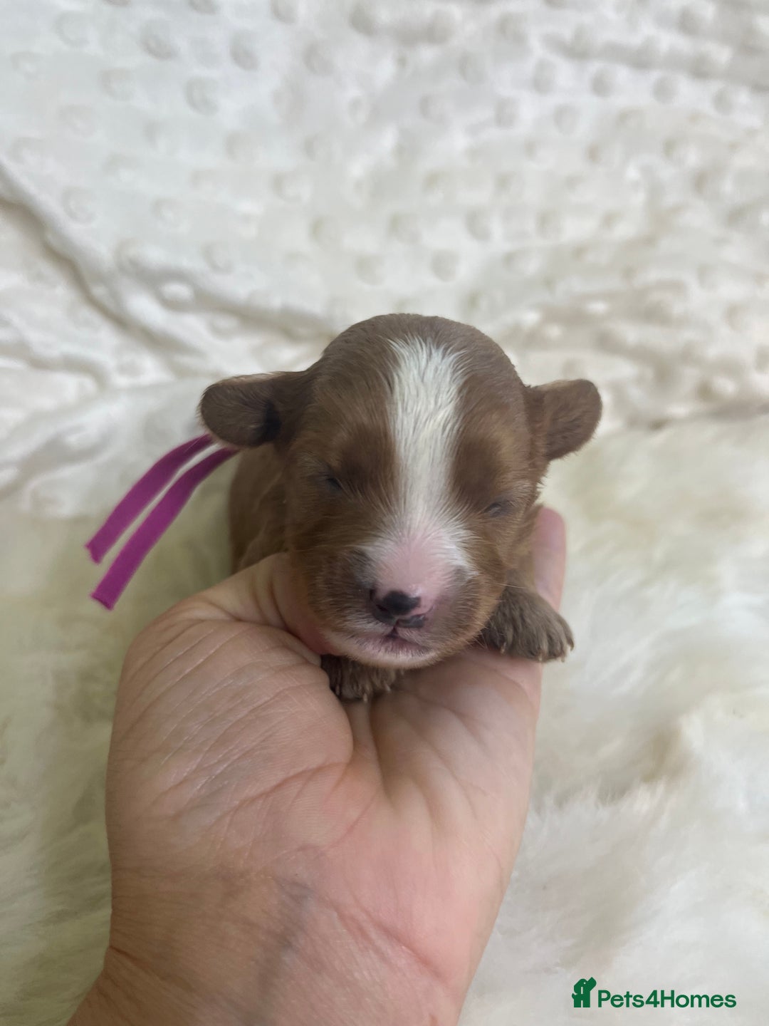 Cavapoo dogs for sale: Top Class Extensively tested F1b Toy Cavapoo pups - Image 11