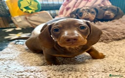 Miniature Dachshund dogs for sale: PRA Clear, KC Reg Miniature Dachshund  - Image 8