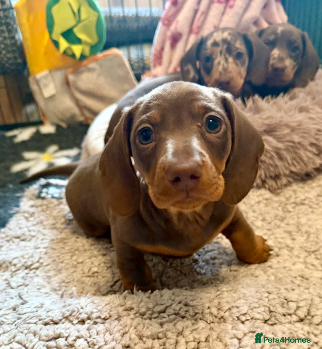 Miniature Dachshund dogs for sale: PRA Clear, KC Reg Miniature Dachshund  - Image 8