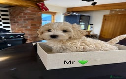 Maltipoo dogs for sale: Outstanding Maltipoo Puppies - Image 8