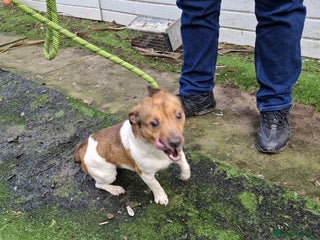 Jack Russell dogs Jack russell stud dog - Advert 1