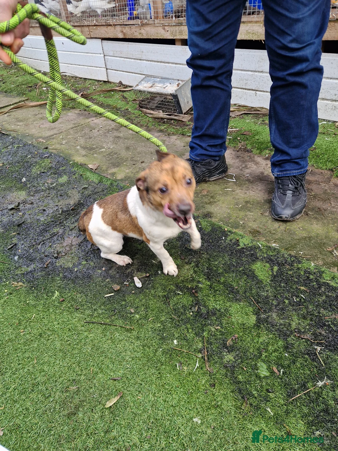 Jack Russell dogs for stud: Jack russell stud dog  - Advert 1