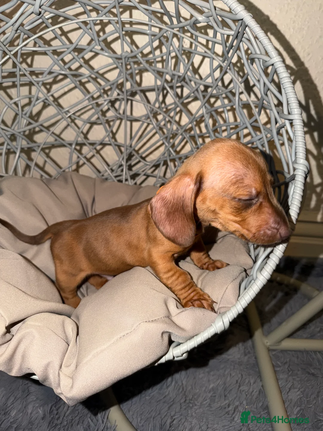 Dachshund dogs for sale: Miniature Dachshund Puppies Available 🐾 - Advert 18