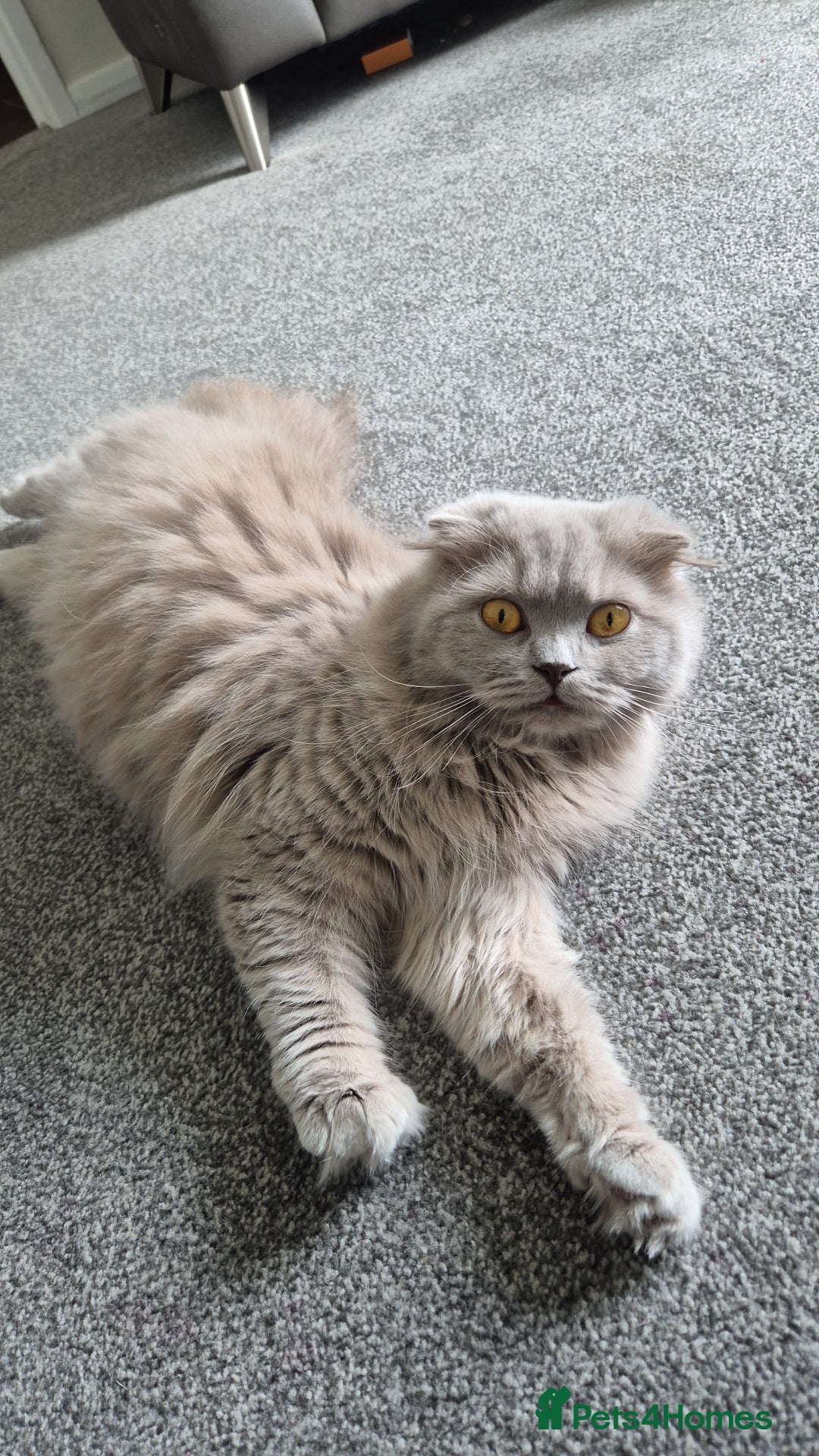 Scottish Fold cats for sale: Willow - Image 4