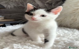 Domestic Shorthair cats for sale: three beautiful male kittens! in Newent - Image 3
