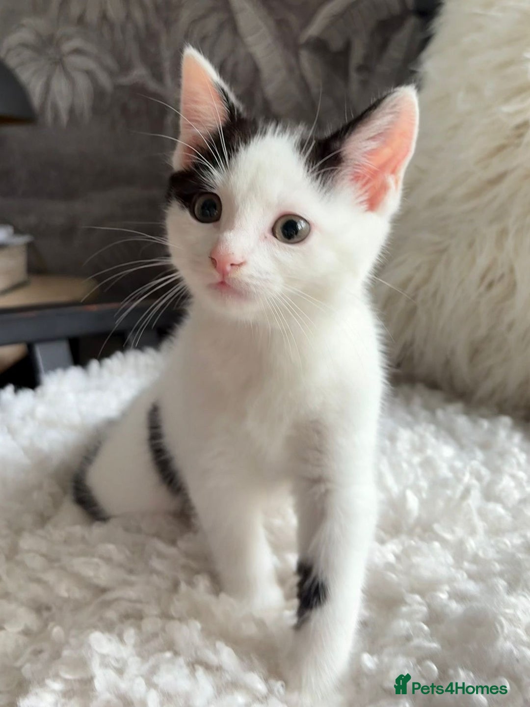 Domestic Shorthair cats for sale: three beautiful male kittens! in Newent - Image 3