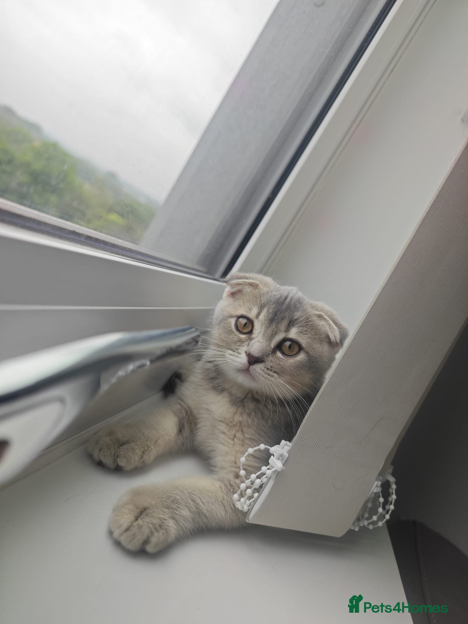 Scottish Fold cats for sale: Lovely kittens looking for new family 😻 - Advert 1