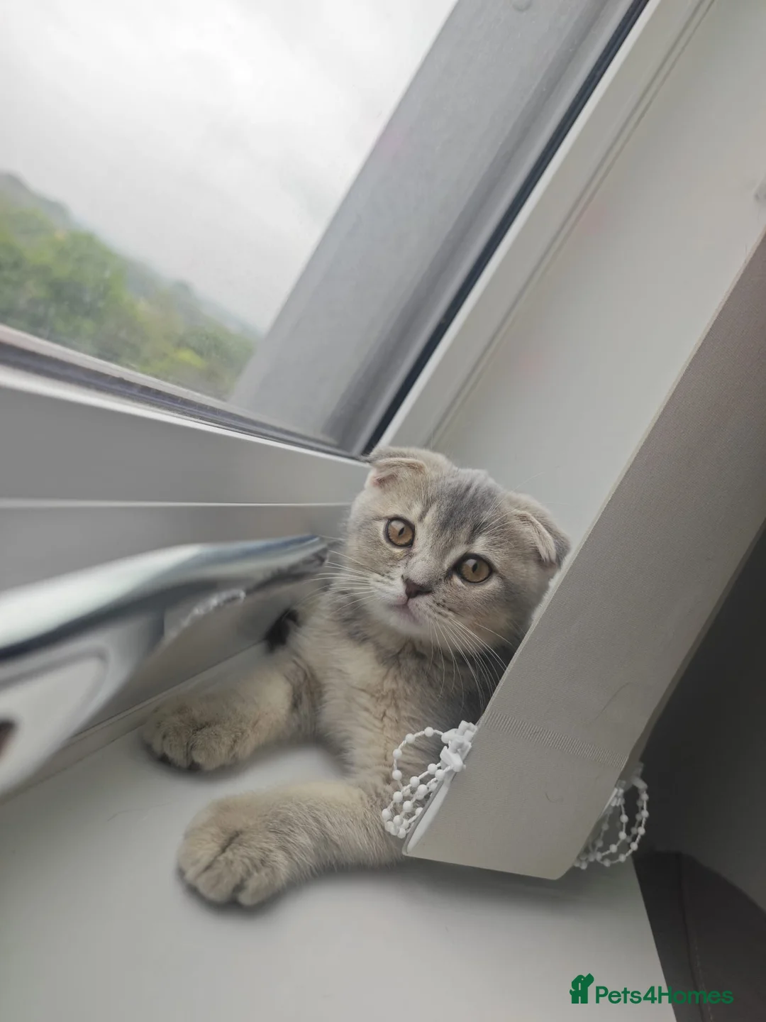 Scottish Fold cats for sale: Lovely kittens looking for new family 😻 - Advert 1