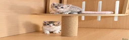 Selkirk Rex cats for sale: Beautiful Selkirk Rex Shorthair Kittens  - Advert 36