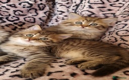 Perdoll cats for sale: Perdoll Kittens only boys - Image 11