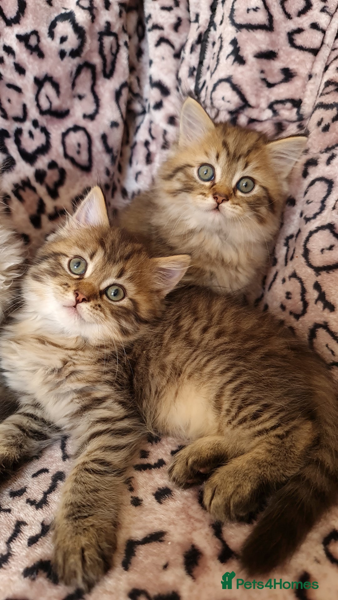 Perdoll cats for sale: Perdoll Kittens only boys - Image 11