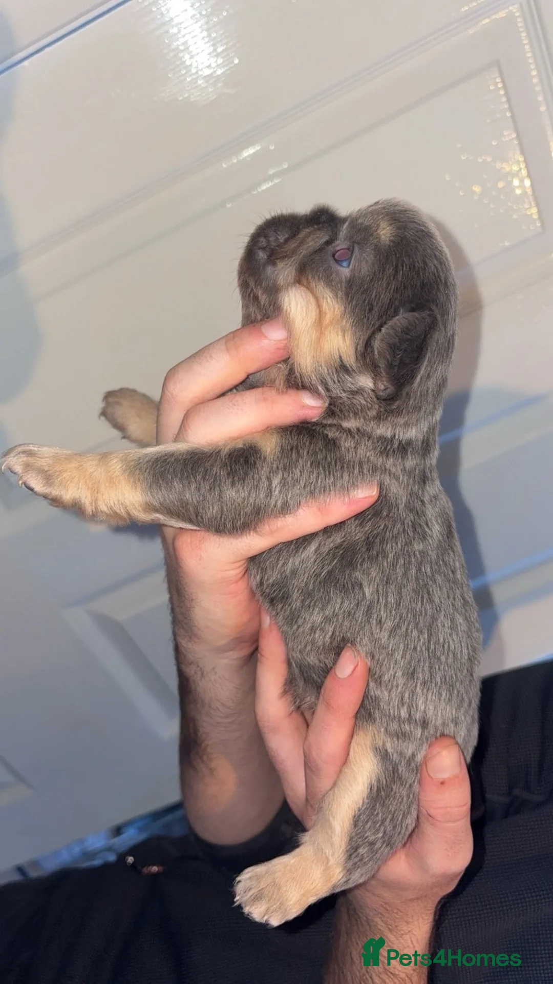 French Bulldog dogs for sale: Fluffy frenchi  - Advert 2