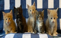 Maine Coon cats for sale: Beautiful Maine Coon Kitten - Champion Lines - Image 1