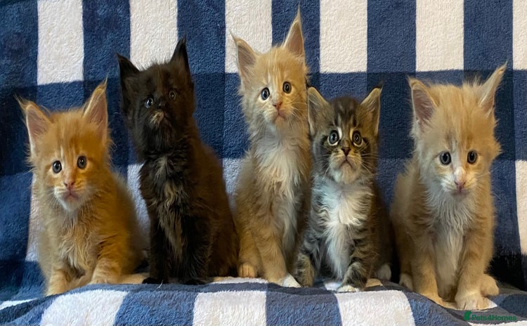 Maine Coon cats - Advert 2