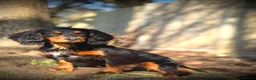 Cocker Spaniel dogs for stud: Stunning Black and Tan stud - Advert 9