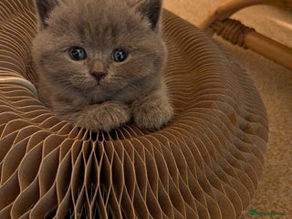 British Shorthair cats Beautiful fluffy British blue babies ready at ** - Advert 17