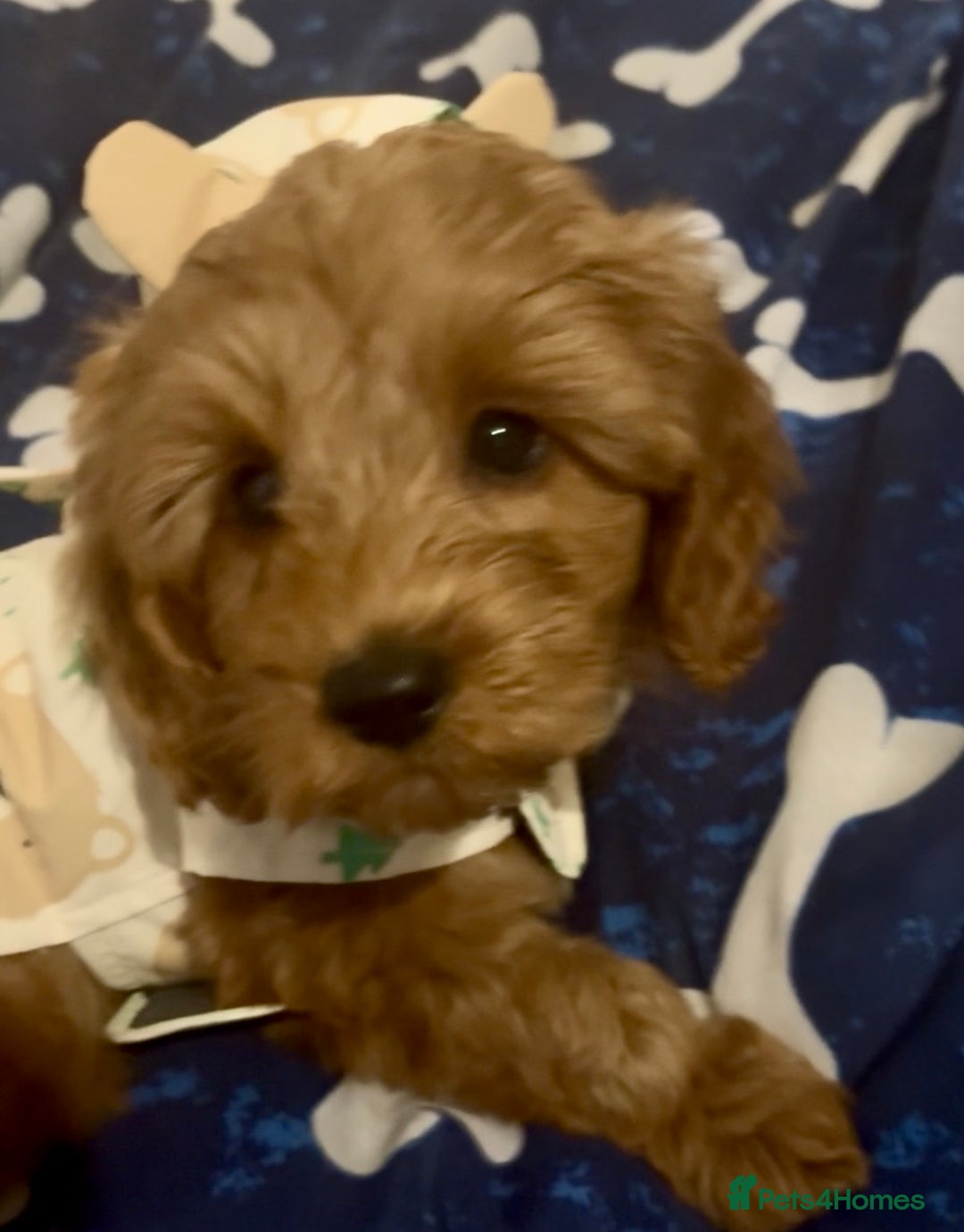 Cockapoo dogs for sale: Cockapoo F1b Male - Advert 9