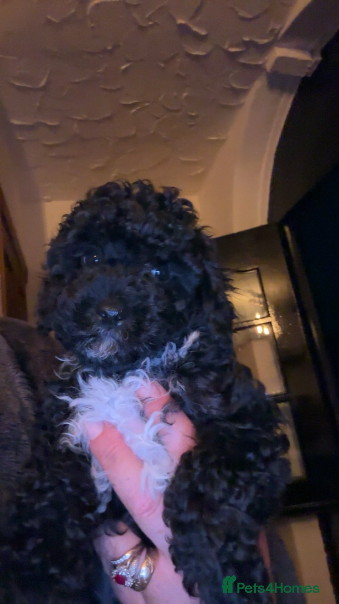 Cavapoo dogs for sale:  Cavapoo puppies  - Advert 1