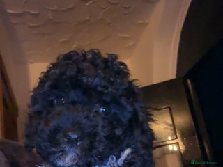 Cavapoo dogs Cavapoo puppies - Advert 12