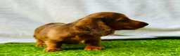 Miniature Dachshund dogs for sale: Long haired dachshund puppies  - Advert 11
