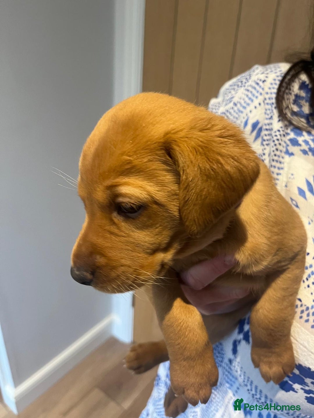 Labrador Retriever dogs for sale: Beautiful fox red puppies  - Advert 27