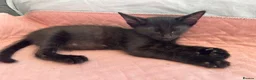Mixed Breed cats for sale: Beautiful siamese mixed breed black kitten  in Stevenage - Advert 17