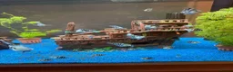 Cichlids fish for sale: XL polar parrot cichlids in Ebbw Vale - Advert 5