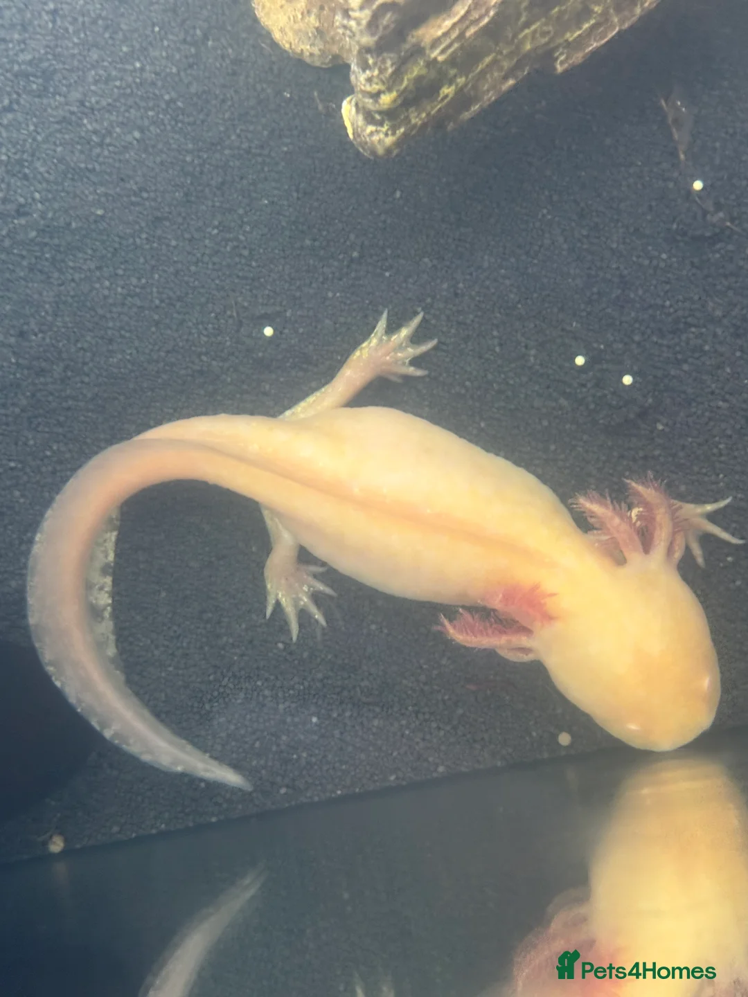 Axolotl reptiles for sale: Baby axolotls - Advert 2