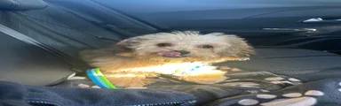 Shihpoo 1