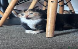 Mixed Breed cats for sale: 5 beautiful kittens for sale  - Image 13