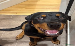 Rottweiler dogs for sale: Male Rottweiler - Image 2