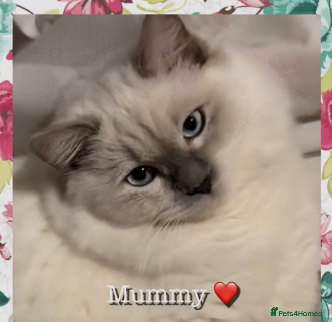 Mixed Breed cats for sale:  Fluffy Ragdoll x British Shorthair Kittens - Image 13