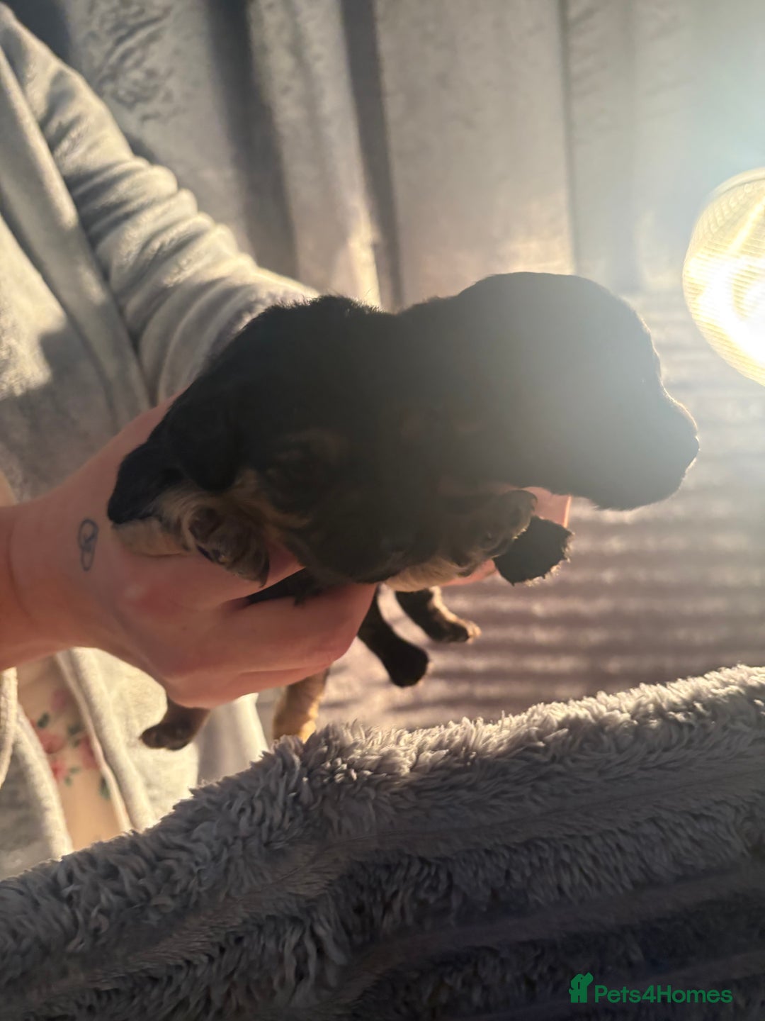 Cavapoochon dogs for sale: Cavapoochon puppies  - Image 9