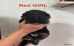 German Shepherd dogs for sale: German shepherd puppies  - Image 2