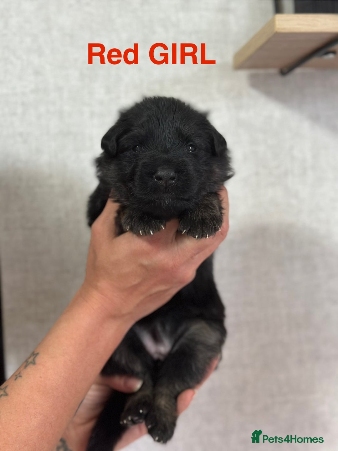 German Shepherd dogs for sale: German shepherd puppies  - Image 2