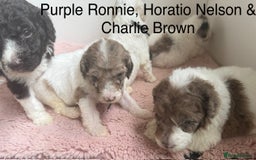 Labradoodle dogs for sale: Therapy breeder 5th gen miniature F1bbbb - Image 33