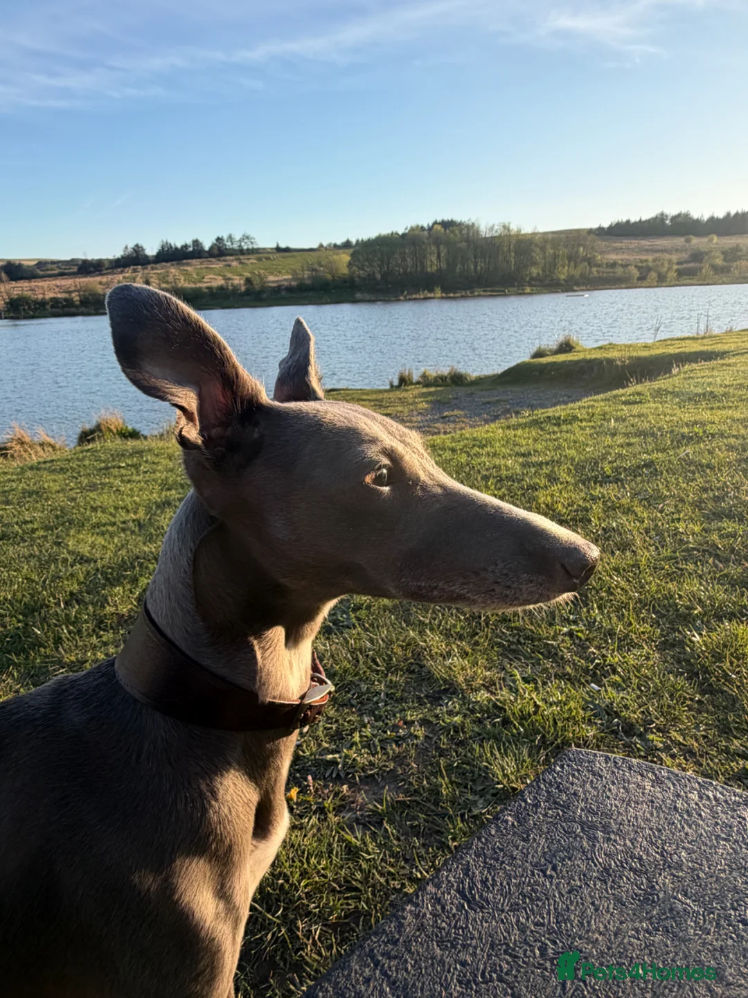 Whippet dogs for sale: Beautiful blue and blue and white whippet's  - Advert 19