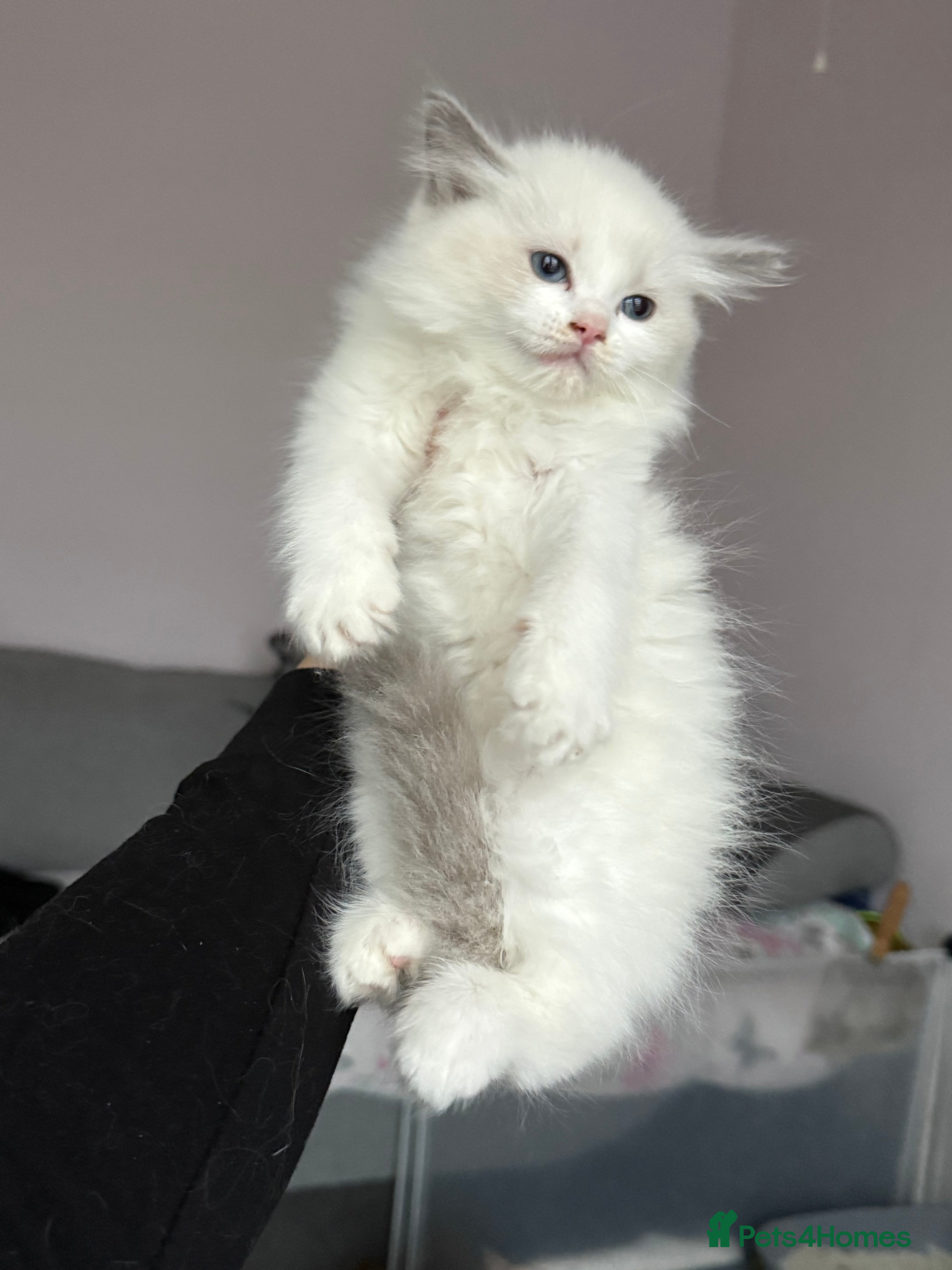 Ragdoll cats 💕🏅GCCF reg. Champ blood Beautiful Ragdolls 🏅💕 - Advert 11