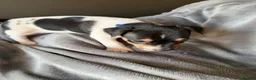 Jack Russell dogs for sale: Jack Russell puppies  - Advert 4