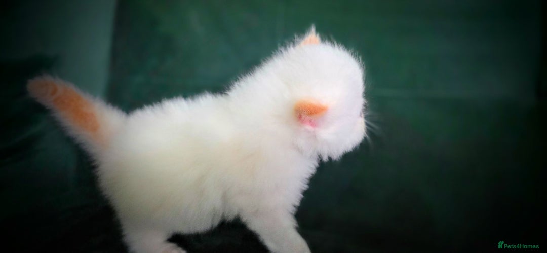 Persian cats for sale: Beautiful and Rare Purebred Persian Kittens - Image 27