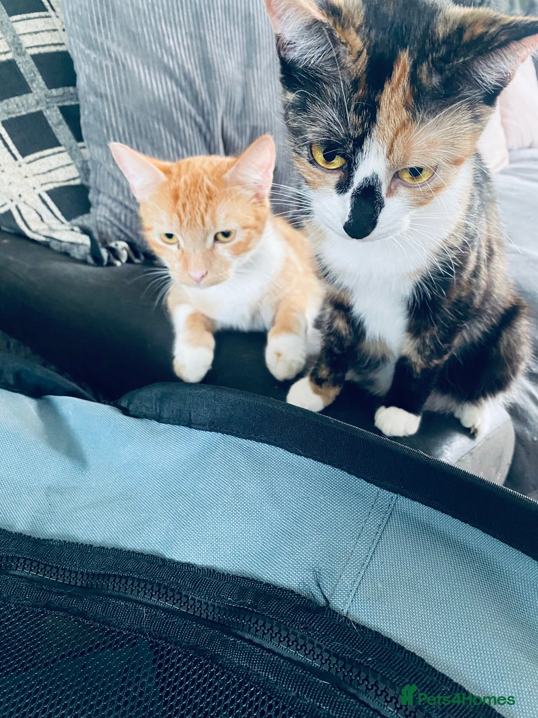 Mixed Breed cats for sale: Fluffy ginger & short fur calico 🐱🤩 - Image 33